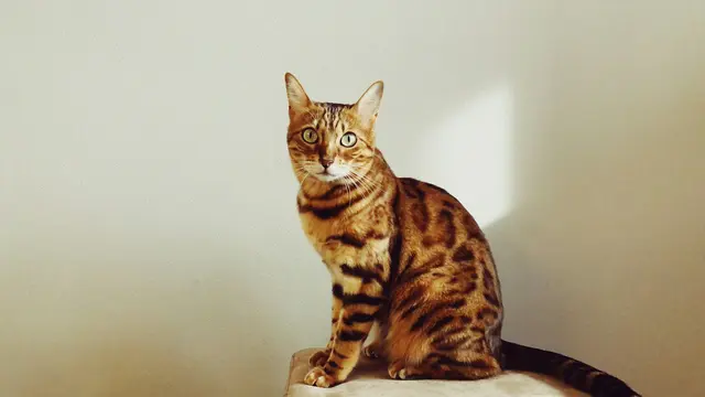 Bengal
