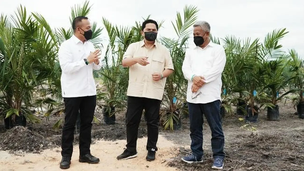 Menteri BUMN Erick Tohir berbincang dengan CEO PTPN V dan Direktur Utama PTPN III di sela-sela peremajaan sawit rakyat di Kabupaten Kampar.