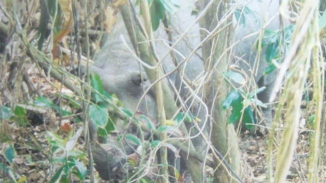 Empat anak badak bercula satu di Ujungkulon diberi nama. (Liputan6.com/Yandhi Deslatama)