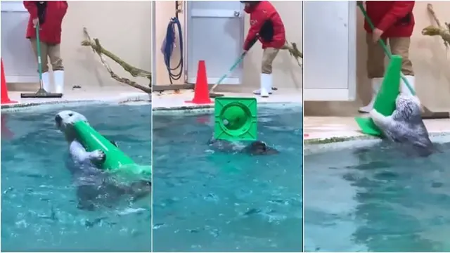Aksi Gemas Anjing Laut Bantu Petugas Bersihkan Kolam, Curi Perhatian Warganet