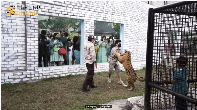 7 Potret Alshad Ahmad Masuk Kandang Harimau Siberia, Penuh Luka Cakar dan Gigitan
