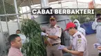 4 orang Tiongkok ditangkap karena kedapatan membawa ribuan pohon cabai mengandung bakteri 