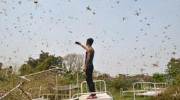 Seorang pria mengambil gambar kawanan belalang di area pemukiman Allahabad, Allahabad, India (11/6/2020). Warga dikejutkan dengan munculnya segerombolan belalang yang menyerbu permukiman di daerah tersebut. (AFP/Sanjay Kanojia)