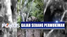 Setidaknya ada 12 ekor gajah yang merusak kebun pisang warga untuk mencari makan, karena diduga sumber makanan hewan yang memiliki belalai ini sudah habis di habitatnya.