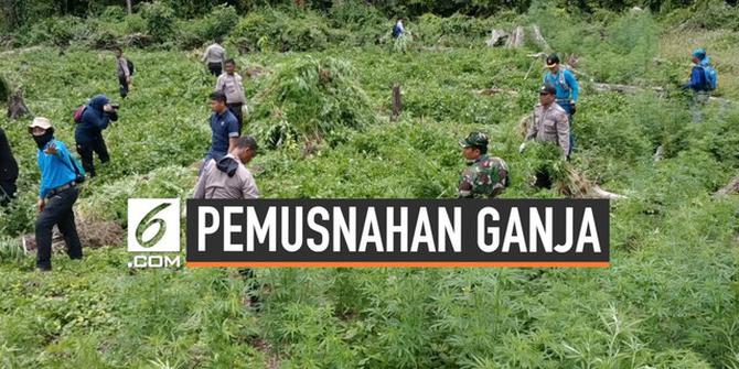 VIDEO: BNN Musnahkan Ladang Ganja ke-10 di Aceh