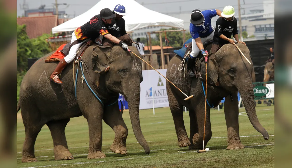 Dua pemain belakang berusaha merebut bola menggunakan tongkat saat mengikuti turnamen Polo Piala Raja Gajah di Bangkok, Thailand (9/3). Dalam turnamen ini setiap gajah ditunggangi oleh dua pemain.  (AP Photo / Sakchai Lalit)