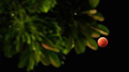 Gerhana bulan total terjadi akan mengubah wajah bulan purnama menjadi merah tembaga yang dikenal sebagai "blood moon". Tampak dalam foto yang menampilkan pemandangan bulan purnama yang juga dikenal sebagai “Blood Moon” dengan daun-daun di latar depan selama fase gerhana bulan total di Jakarta pada 8 September 2025. (YASUYOSHI CHIBA/AFP)