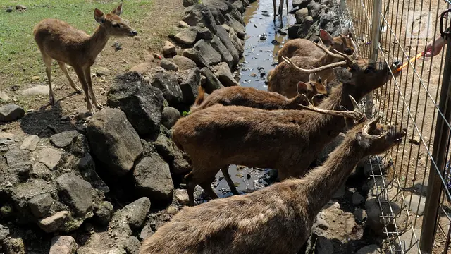 Asyiknya Memberi Makan Rusa Jawa di Penangkaran Bogor