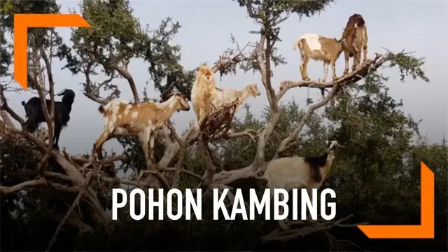 Pohon Argan yang dipenuhi kambing menjadi daya tarik bagi wisatawan di Maroko. Fenomena ini kemudian dimanfaatkan oleh para petani.