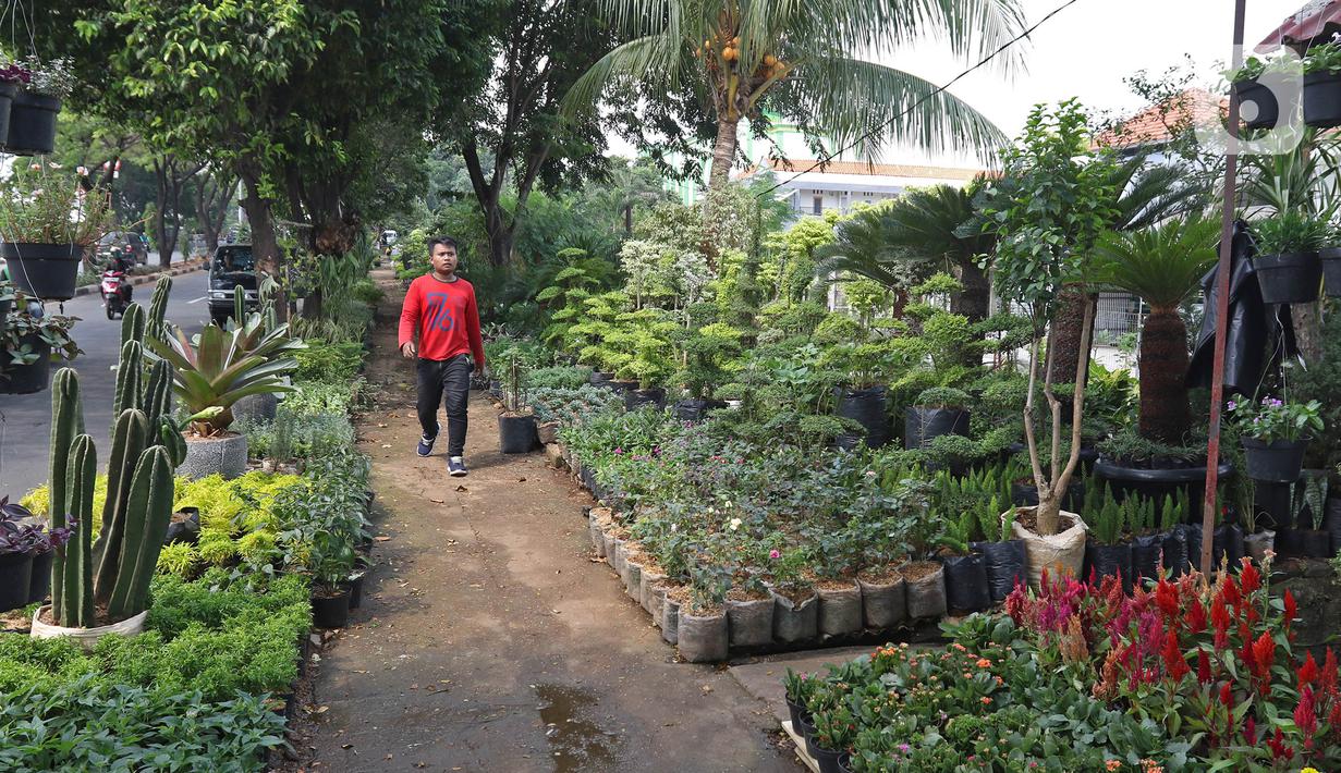 Foto Pandemi Covid 19 Penjualan Tanaman Hias Meningkat 50 Persen News Liputan6 Com
