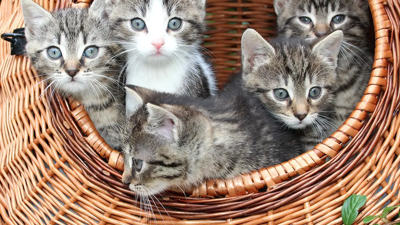 Furnitur Unik Ini Menghindari Kucing Anda Stress