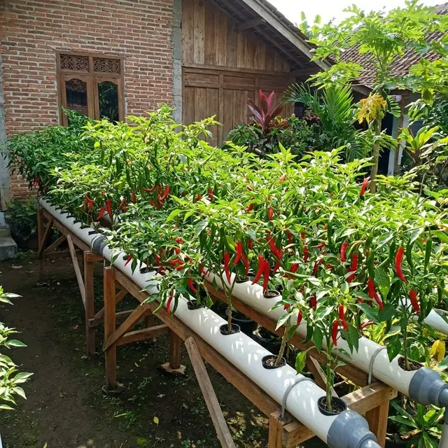 Ide Kebun Cabai Di Talang Air PVC Sistem Memanjang