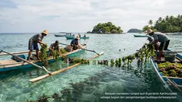 KKP Kucurkan Rp 9 Miliar untuk Budidaya Rumput Laut Karimunjawa