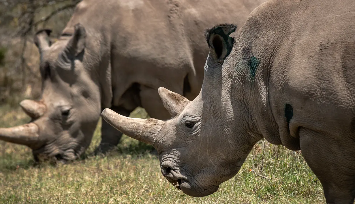Dua badak betina putih, Fatu (19) dan Najin (30) merumput di kandang suaka margasatwa Ol Pejeta, 23 Agustus 2019. Para pakar hewan di Kenya berhasil mengambil telur-telur dari dua ekor badak putih yang masih tersisa di bumi, dalam upaya menyelamatkan spesies itu dari kepunahan. (AP/Ben Curtis)