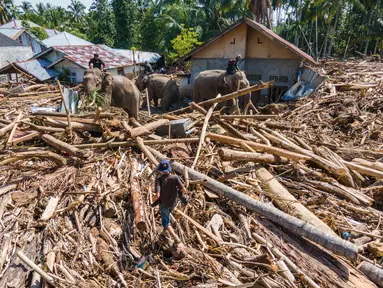 Foto ini menunjukkan tim pencari dan penyelamat gabungan mengerahkan gajah Sumatra untuk membantu membersihkan puing-puing pohon pasca banjir bandang di Meureudu, Kabupaten Pidie Jaya, Provinsi Aceh, pada Senin 8 Desember 2025. Tim gabungan mengerahkan beberapa ekor gajah Sumatra untuk membantu membersihkan tumpukan kayu gelondongan di Meureudu, Kabupaten Pidie Jaya, Provinsi Aceh pada Senin 8 Desember 2025. (CHAIDEER MAHYUDDIN/AFP)