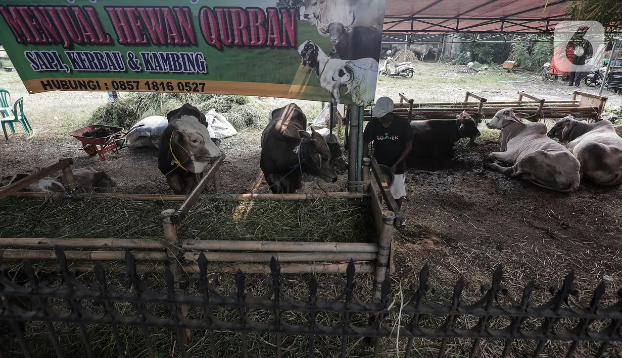 Pedagang hewan kurban mendirikan lapak dagangan di area Pemakaman Tionghoa, daerah Tanah Kusir, Jakarta, Selasa (21/7/2020). Menjelang Hari Raya Idul Adha, pedagang hewan memanfaatkan lahan kuburan untuk berjualan di tengah pandemi Covid-19 yang masih berlangsung. (Liputan6.com/Johan Tallo)