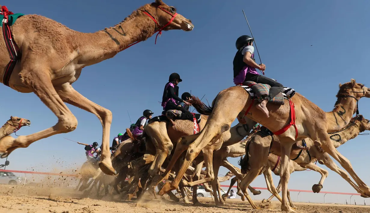Sejumlah joki menunggangi untanya saat mengikuti lomba balap unta di festival unta Sheikh Sultan Bin Zayed al-Nahyan di arena pacuan shweihan di al-Ain di pinggiran Abu Dhabi (2/2). (AFP Photo/Karim Sahib)