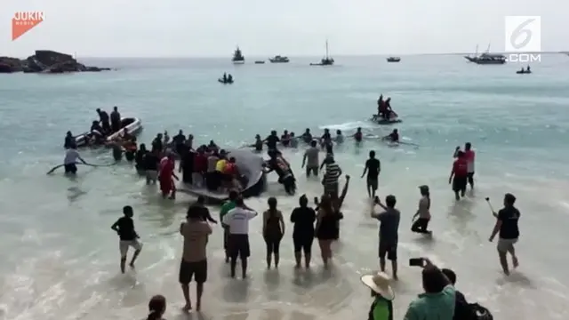 VIDEO: Detik-Detik Paus Terdampar Dibawa ke Laut