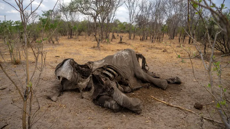 Ratusan Gajah Mati di Taman Nasional Hwange Zimbabwe