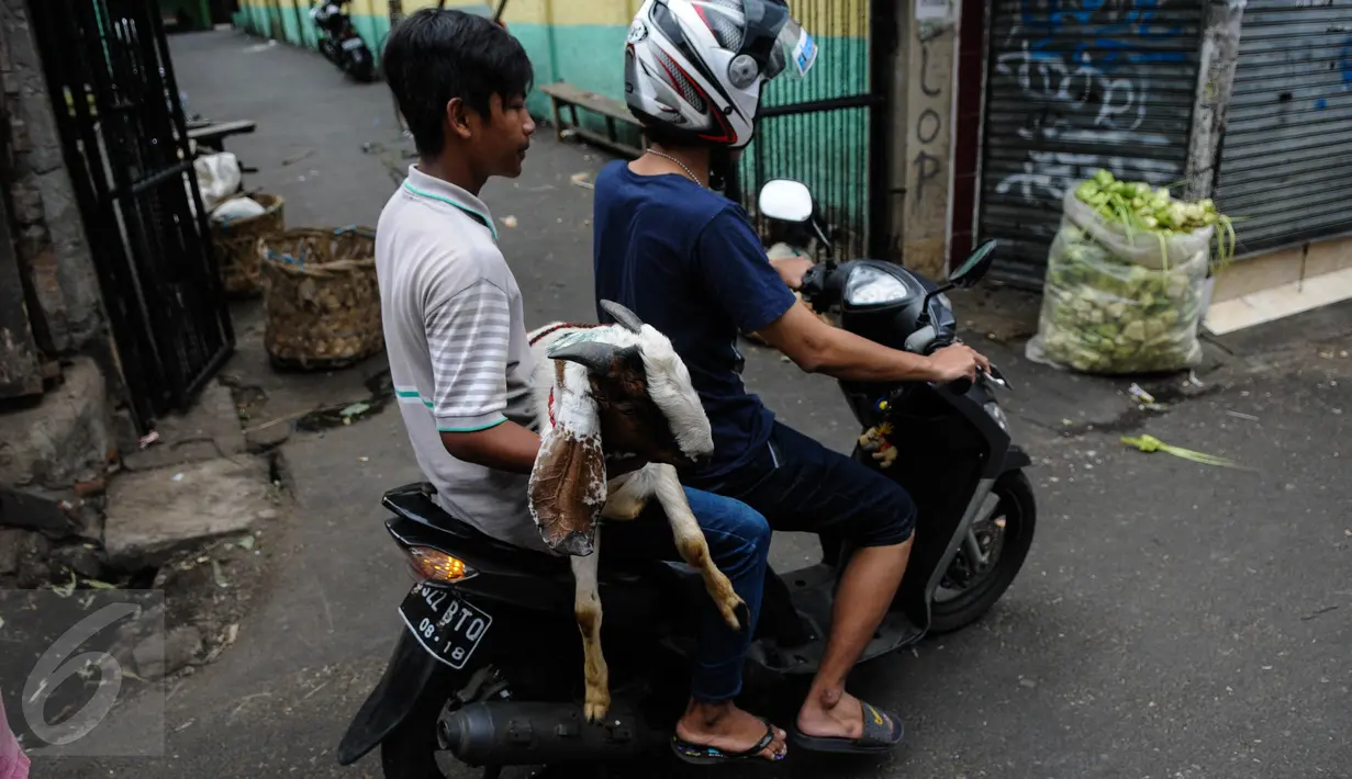 Pembeli membawa kambing yang dibelinya dengan motor di Pasar Kambing Tanah Abang, Jakarta, Minggu (11/9). Satu hari jelang Idul Adha 1437 H, pedagang di pasar itu bisa menjual 70-90 ekor per hari dari harga Rp 2 juta - 5 juta. (Liputan6.com/Faizal Fanani)