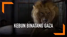 Puluhan hewan di diselamatkan dari kebun binatang Rafah di Gaza yang sudah tidak terurus. Aksi penyelamatan itu dilakukan badan internasional Four Faws yang akan pindahkan hewan tersebut ke Jordania dan Afrika.