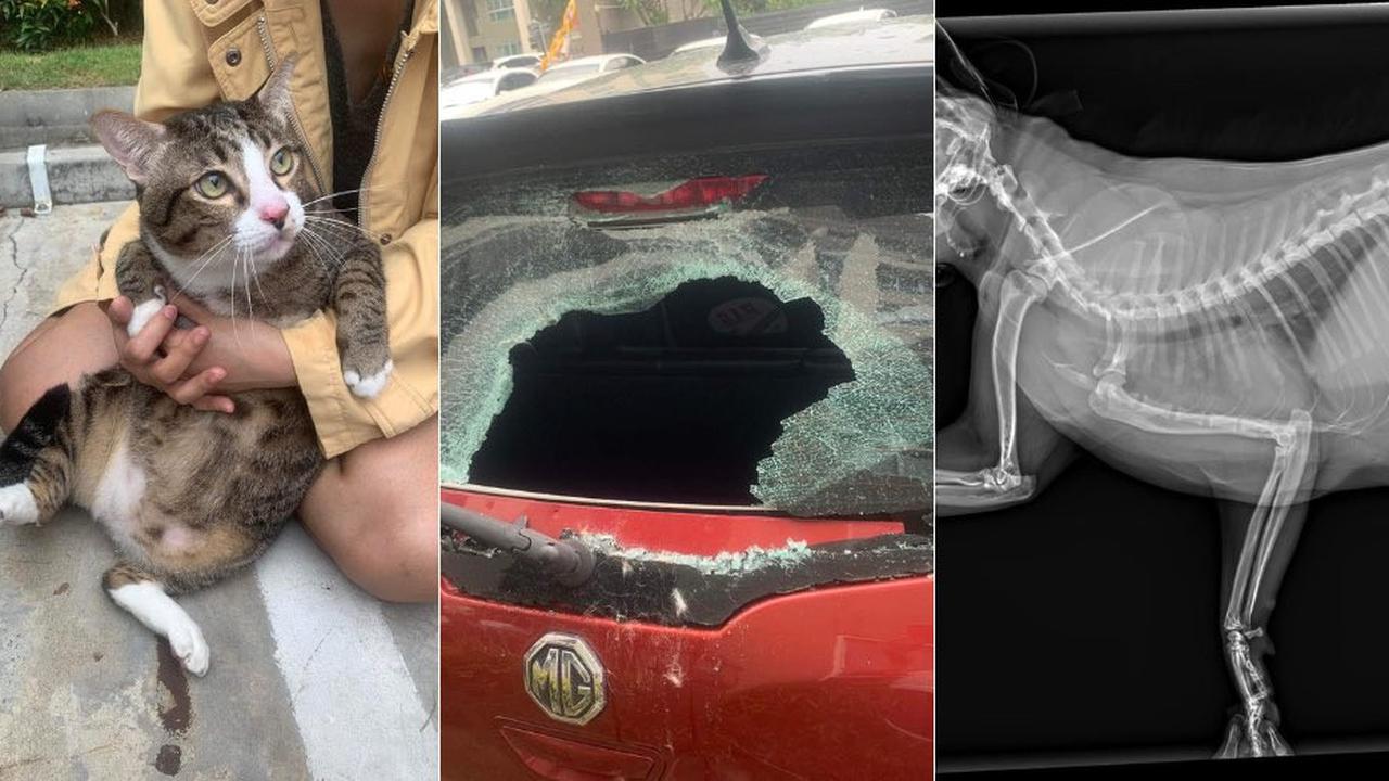 Seekor kucing bernama Shi Fu yang jatuh dari lantai enam selamat tanpa cedera yang serius. (Source: Twitter @MothershipSG)