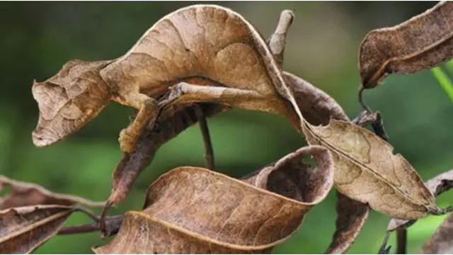 Courtesy Listverse.com/Simon Griffin