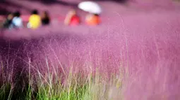 Para wisatawan berjalan-jalan di tengah hamparan rumput muhly berwarna pink di Taman Niugangshan di Fuzhou, Provinsi Fujian, China tenggara, pada 11 Oktober 2020. (Xinhua/Wei Peiquan)