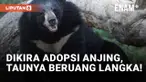 Kirain Anjing, Ternyata Beruang