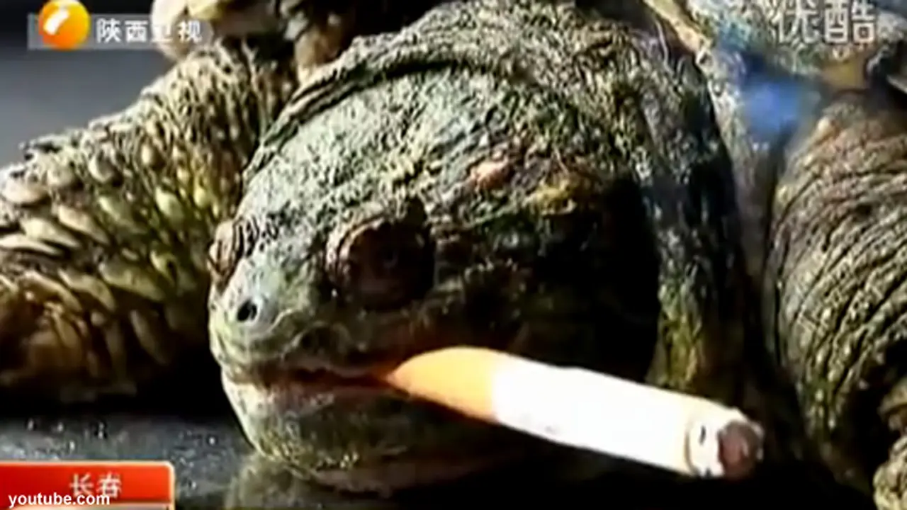 smoking-turtle-130724b.jpg
