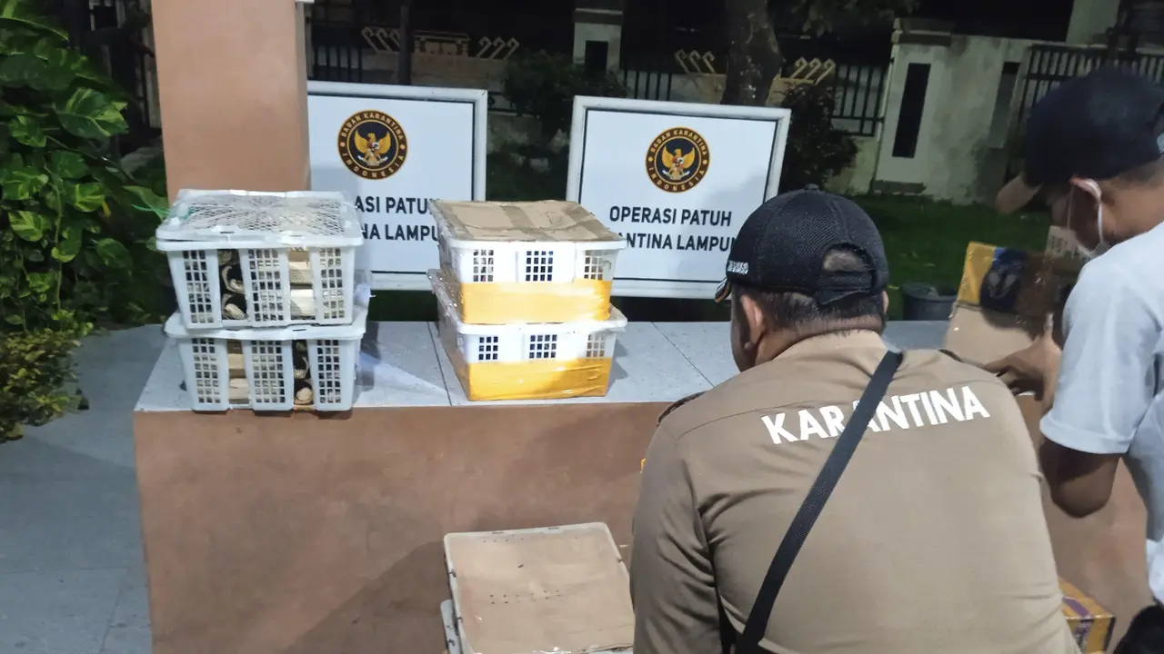 Penampakan ratusan burung yang akan dikirim ke Pulau Jawa berhasil digagalkan oleh Karantina Lampung. Foto : (Istimewa).