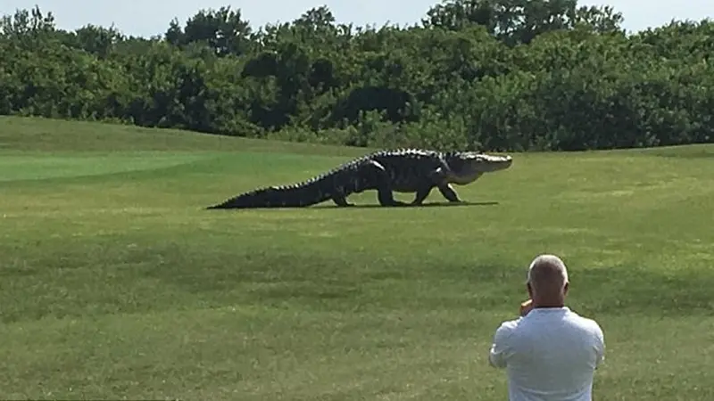 Rekaman Buaya 'Dinosaurus' Melintas di Depan Pemain Golf Florida