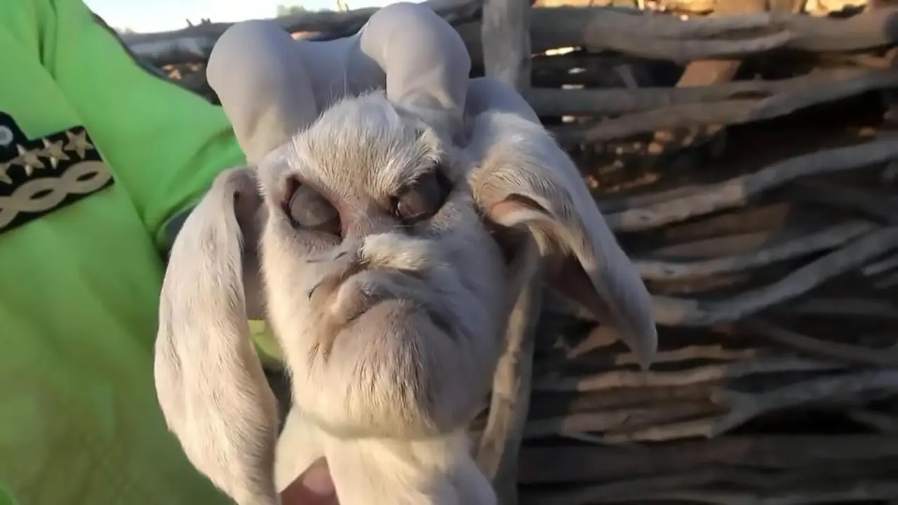 Kambing berwajah iblis
