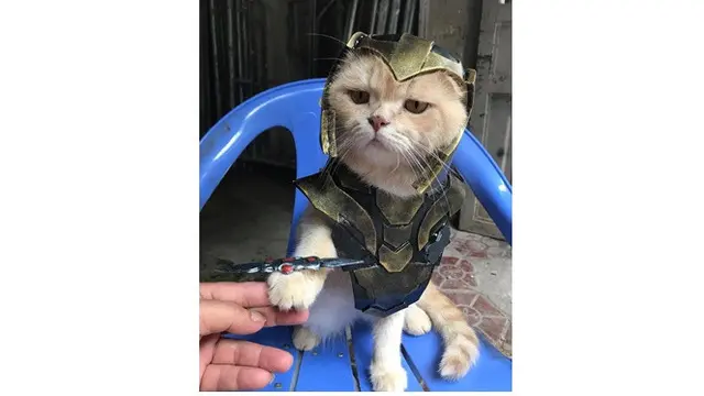 Kucing Imut Ini Perankan Catvengers, Kucing Super yang Melawan Cathanos