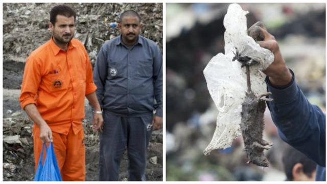 Tikus Pembunuh Manusia Meneror Pakistan 