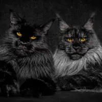 Kucing Maine coon | foto : Robert Sijka dari Boredpanda.com