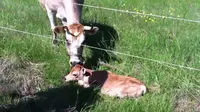 Pada akhirnya, induk sapi itu dipertemukan kembali dengan anaknya. 