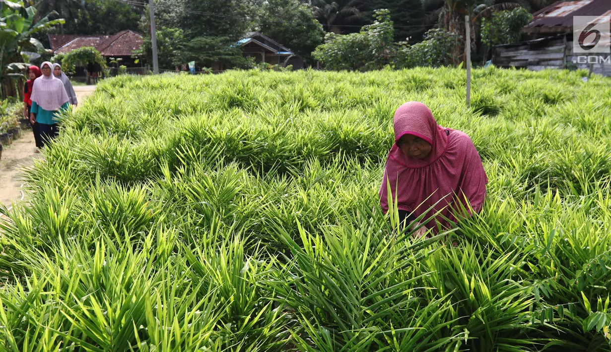 Anggota KWT Mekar Wangi binaan program DMPA yang diinisiasi APP Sinarmas merawat tanaman jahe merah di Tanjung Jabung Barat, Jambi, Jumat (4/5). Budidaya jahe merah ini beromzet sekitar Rp 180 juta. (Liputan6.com/Angga Yuniar)