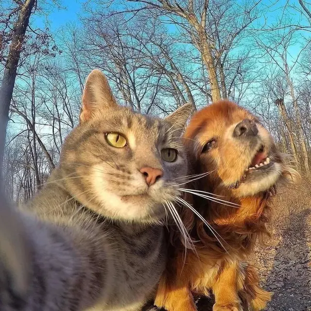 Selfie Kucing Bareng Anjing