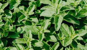 Ilustrasi Konsumsi Daun Kemangi dan Daun Mint Credit: Pexels.com/KarolinaGrabowska