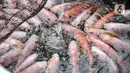 Sejumlah ikan nila berkumpul saat diberi pakan di kolam budi daya ikan Samawa Fish, Pondok Kelapa, Jakarta, Selasa (15/2/2022). Budi daya ikan yang diinisiasi sejumlah warga Menara Samawa ini guna menjaga ketahanan pangan di tengah pandemi bagi sesama penghuni rusun. (merdeka.com/Iqbal S. Nugroho)