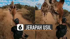 Membuat pesepeda hanya bisa pasrah dan menunggu jerapah itu pergi.