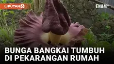 vertical bubang
