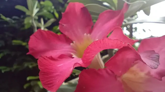 Hasil foto Super Macro Vivo V23e (Liputan6.com/Giovani Dio Prasasti)