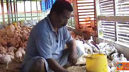Citizen6, Sumenep: Salah seorang peternak sedang memberi pakan yang dicampur obat untuk mencegah penyakit pada ayam akibat cuaca buruk yang terjadi.