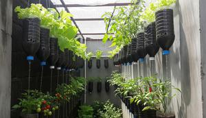 Kebun Sayur Mini di Lahan Sempit dengan Penyiraman Otomatis Tanpa Listrik/AI