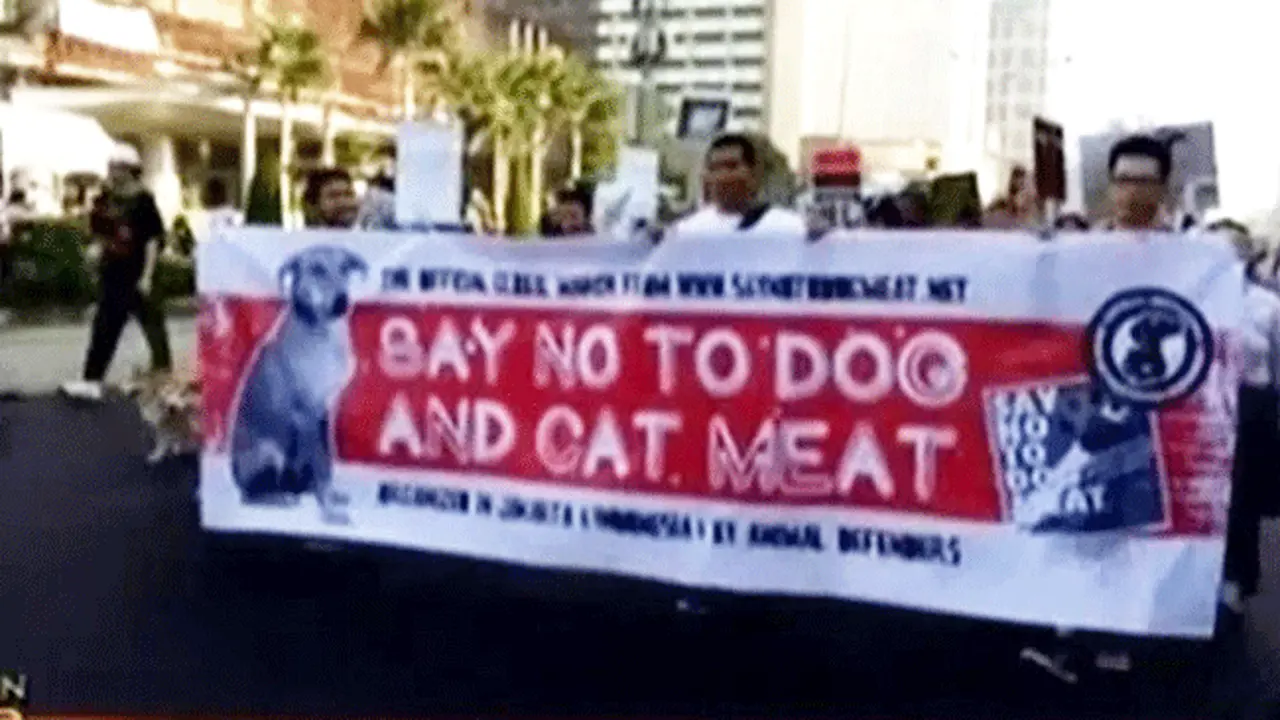 Pemprov Perketat Anjing Rabies Masuk Ibukota 