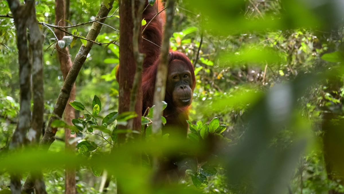 15 Fakta Orangutan Indonesia, Hewan Cerdas Penghuni Hutan Tropis