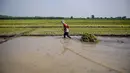 Seorang petani menarik seikat bibit padi untuk ditanam di Sidoarjo, Jawa Timur, Rabu 3 Juni 2026. (JUNI KRISWANTO/AFP)