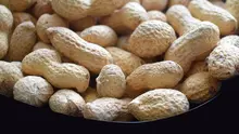Ilustrasi Kacang Tanah / Sumber: Pixabay